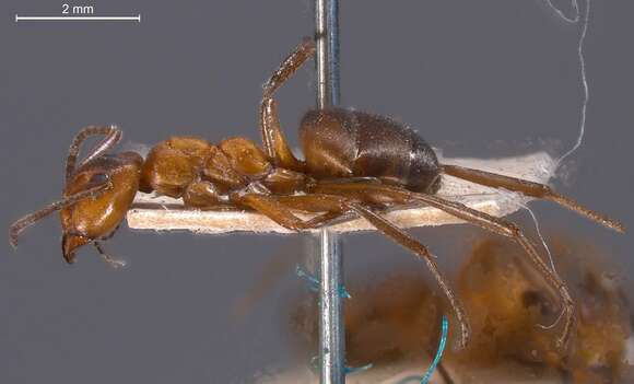 Image of Narrow headed ant