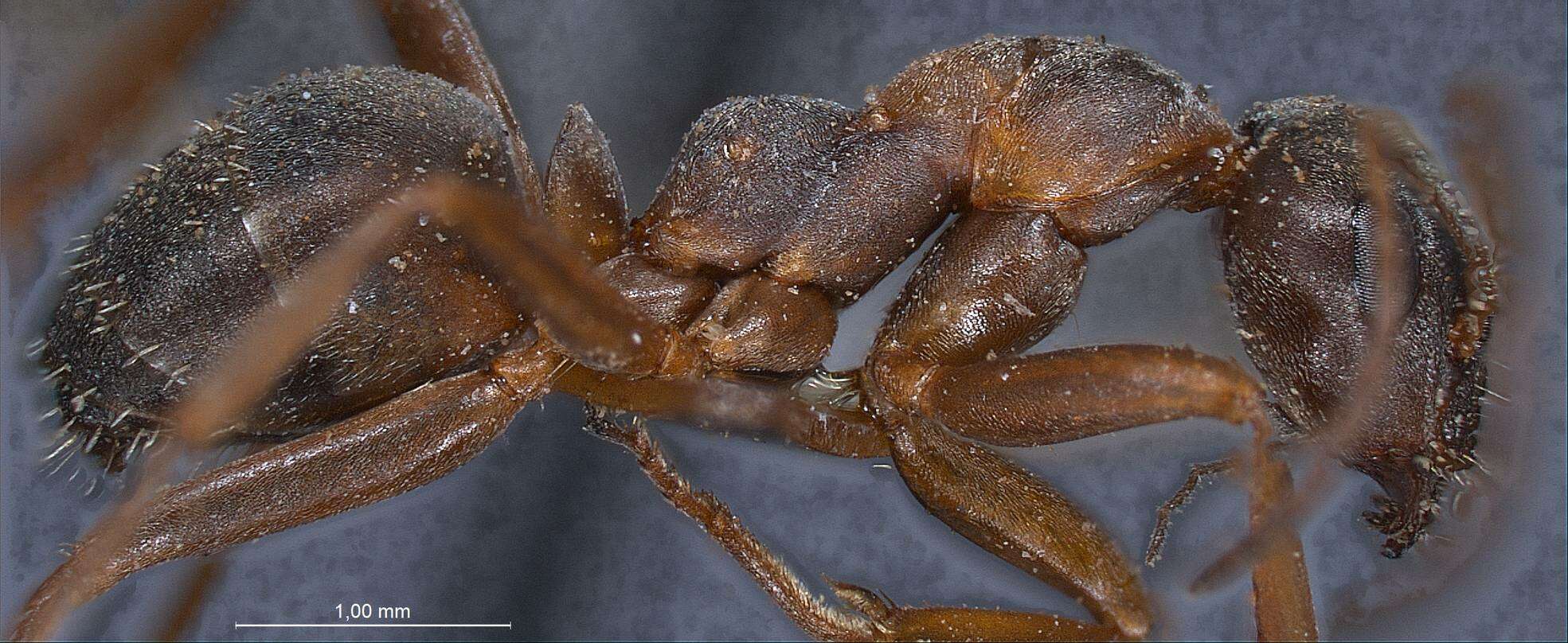 Image of Red-backed Mining Ant