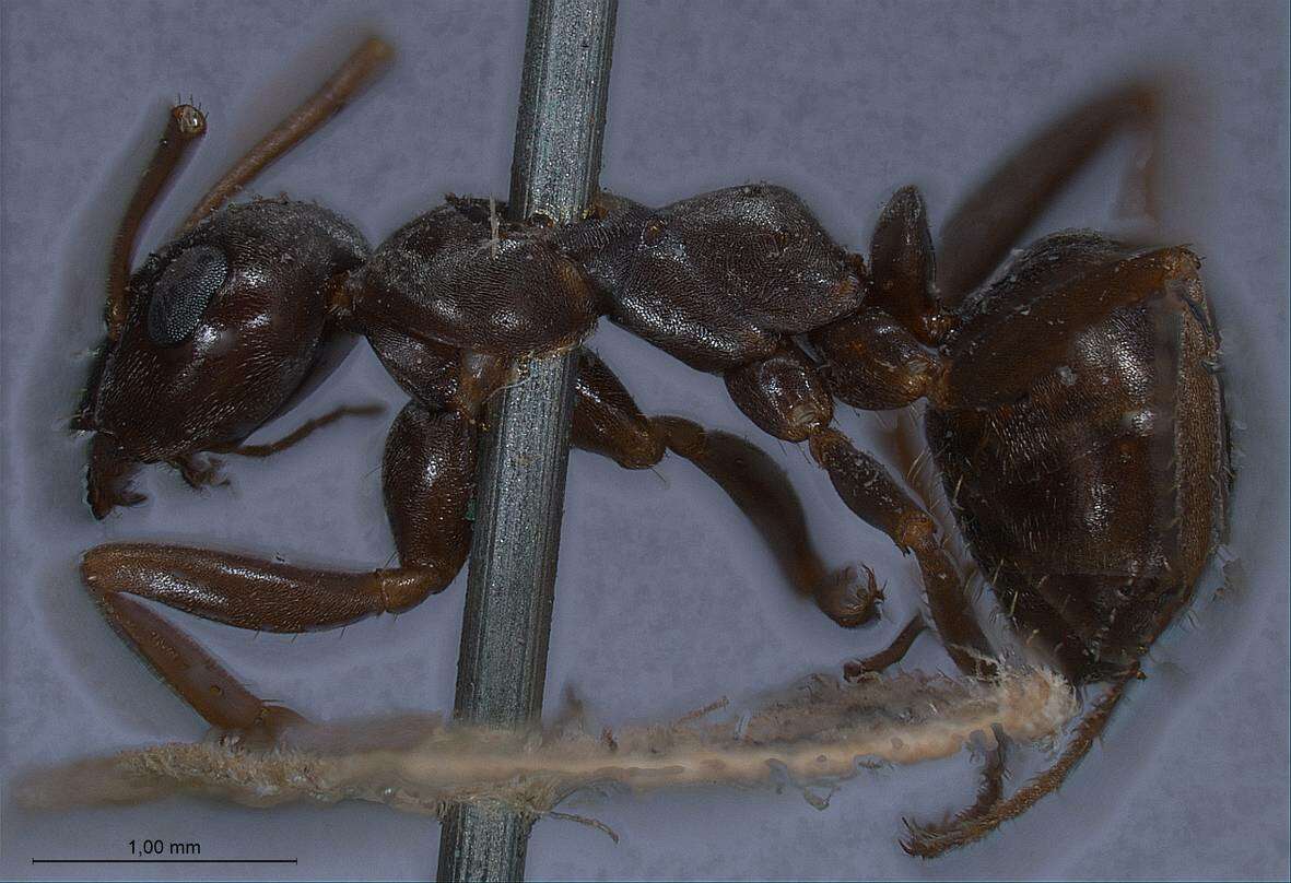 Image of Red-backed Mining Ant