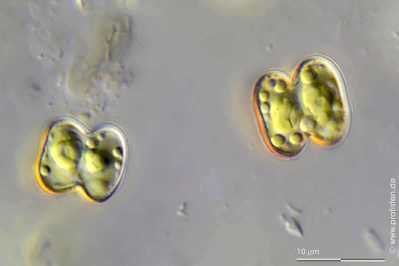 Image of Cosmarium bicuneatum (F. Gay) Nordstedt 1889