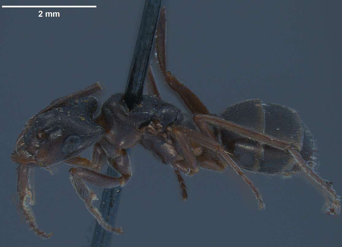 Image de Camponotus longiceps (Smith 1863)