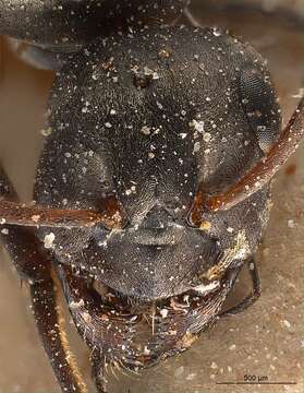 Image of Negro ant