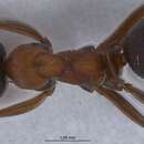 Image of Red-barbed ant