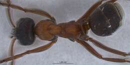 Image of Red-barbed ant