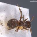 Image of Lasius obscuratus Stitz 1930