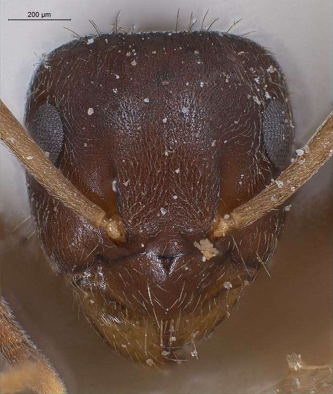 Imagem de Lasius turcicus Santschi 1921