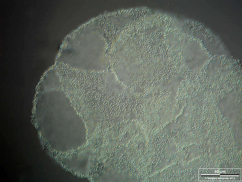 Image of Pelodictyon luteolum