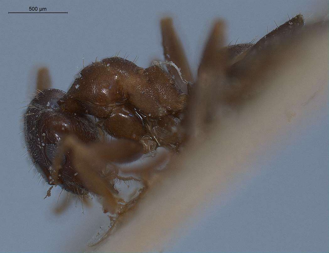 Imagem de Lasius turcicus Santschi 1921