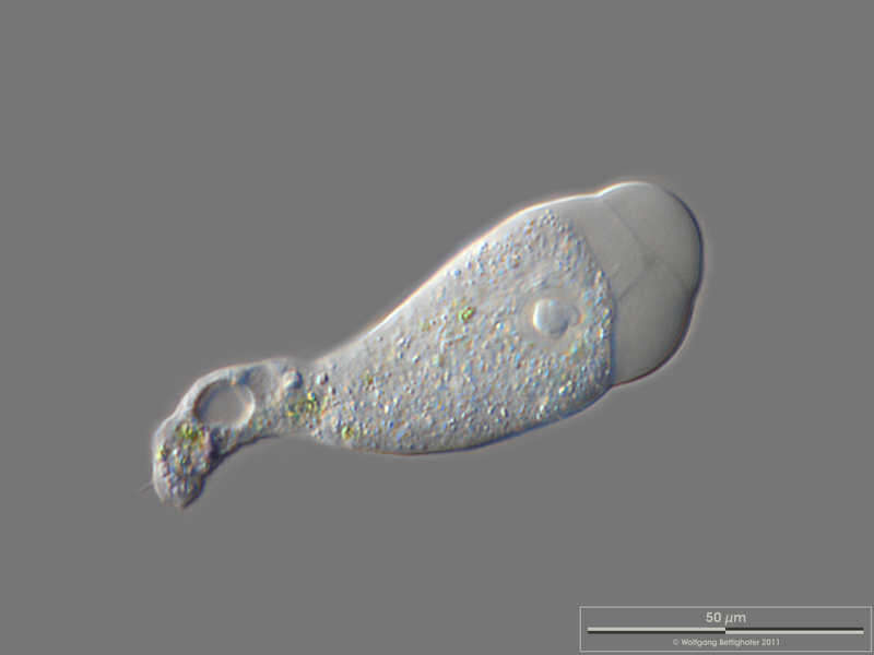 Image of Rhizamoeba clavarioides
