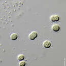 Chroococcus minutus的圖片