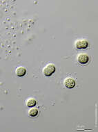 Chroococcus minutus resmi