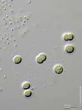 Chroococcus minutus的圖片