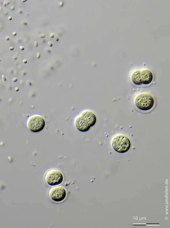 Sivun Chroococcus minutus kuva