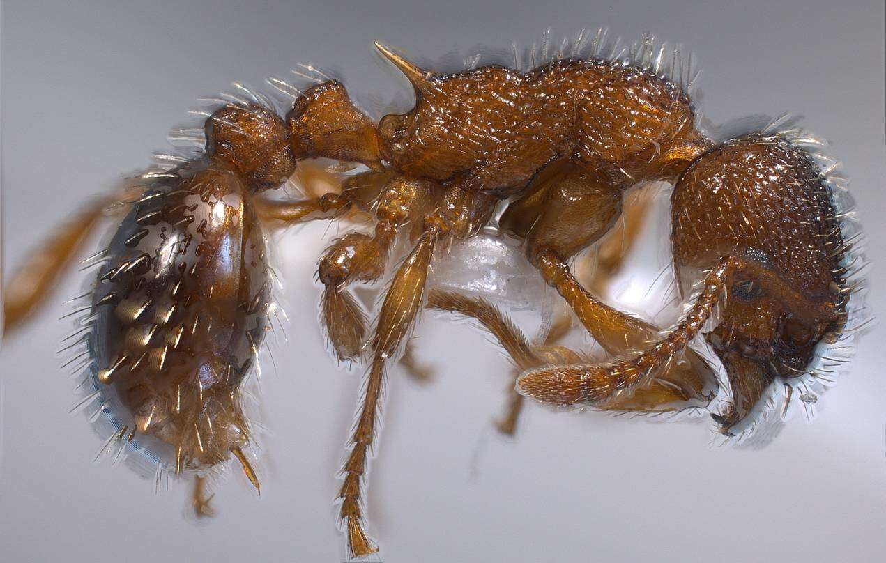 Image of Myrmica specioides