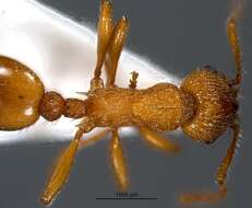 Image of Myrmica aloba Forel 1909