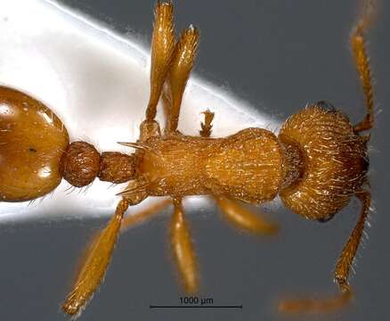 Imagem de Myrmica aloba Forel 1909