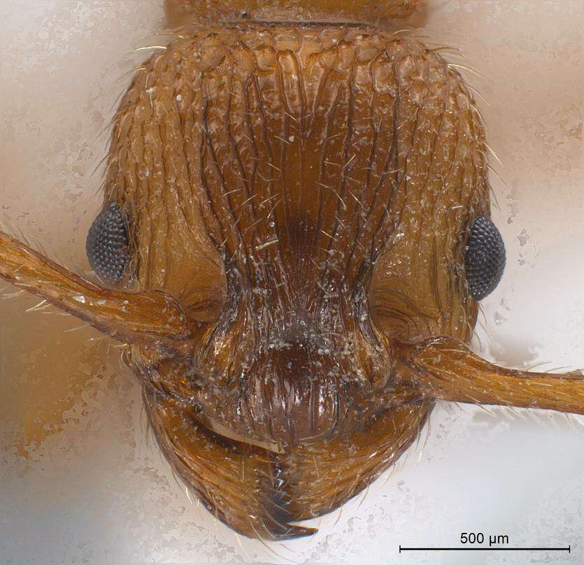 Image of Myrmica aloba Forel 1909