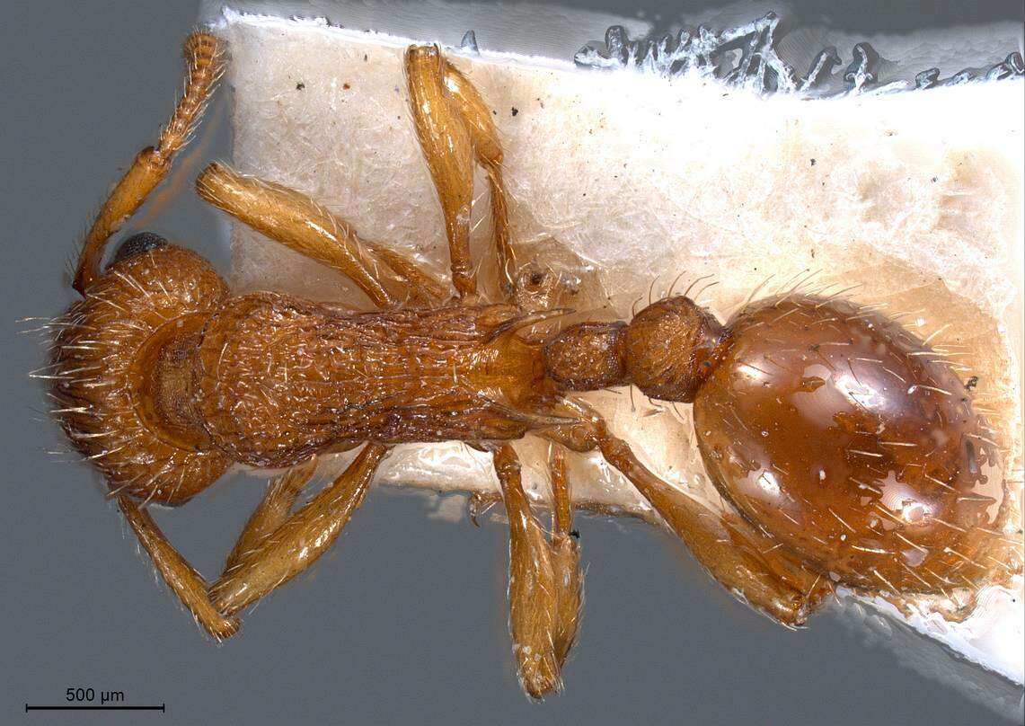 Image of Myrmica specioides