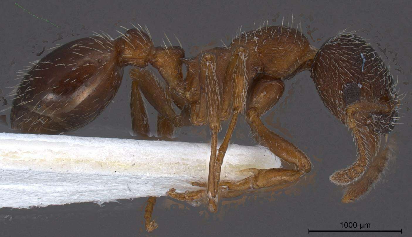 Imagem de Myrmica tibetana Mayr 1889