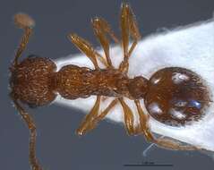 Image of Myrmica salina Ruzsky 1905