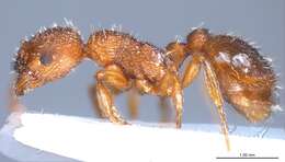 Image of Myrmica salina Ruzsky 1905