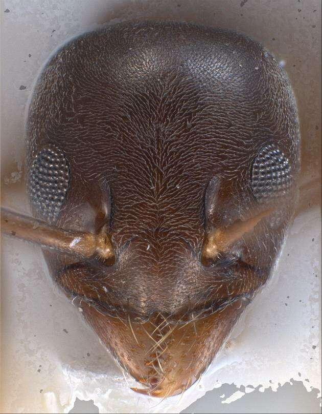 Image of Tapinoma madeirense