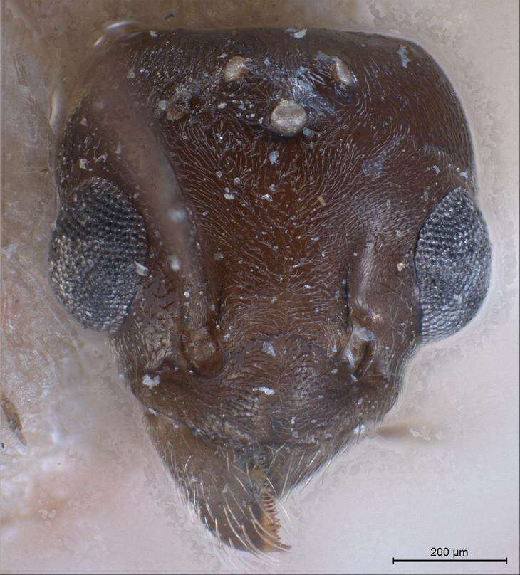 Image of Tapinoma madeirense