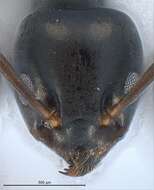 Image of Erratic ant