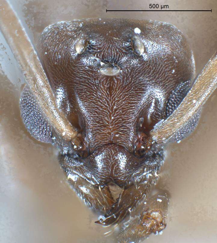 Image of Erratic ant