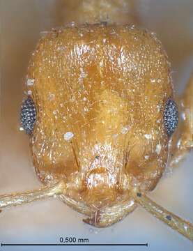 Image de <i>Temnothorax luteus</i>