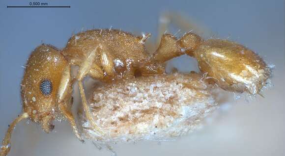 Image of <i>Temnothorax luteus</i>