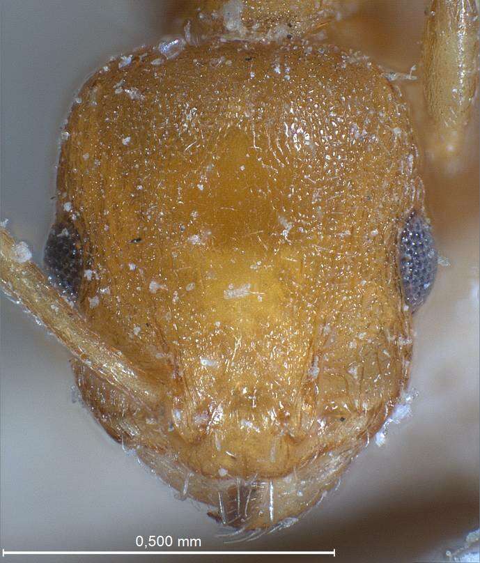Image of <i>Temnothorax turcicus</i>