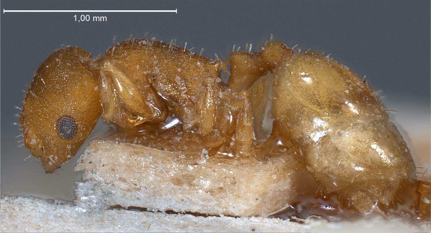 Image of <i>Temnothorax turcicus</i>