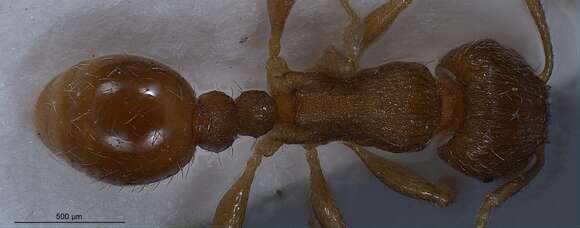 Image de Tetramorium impurum (Foerster 1850)