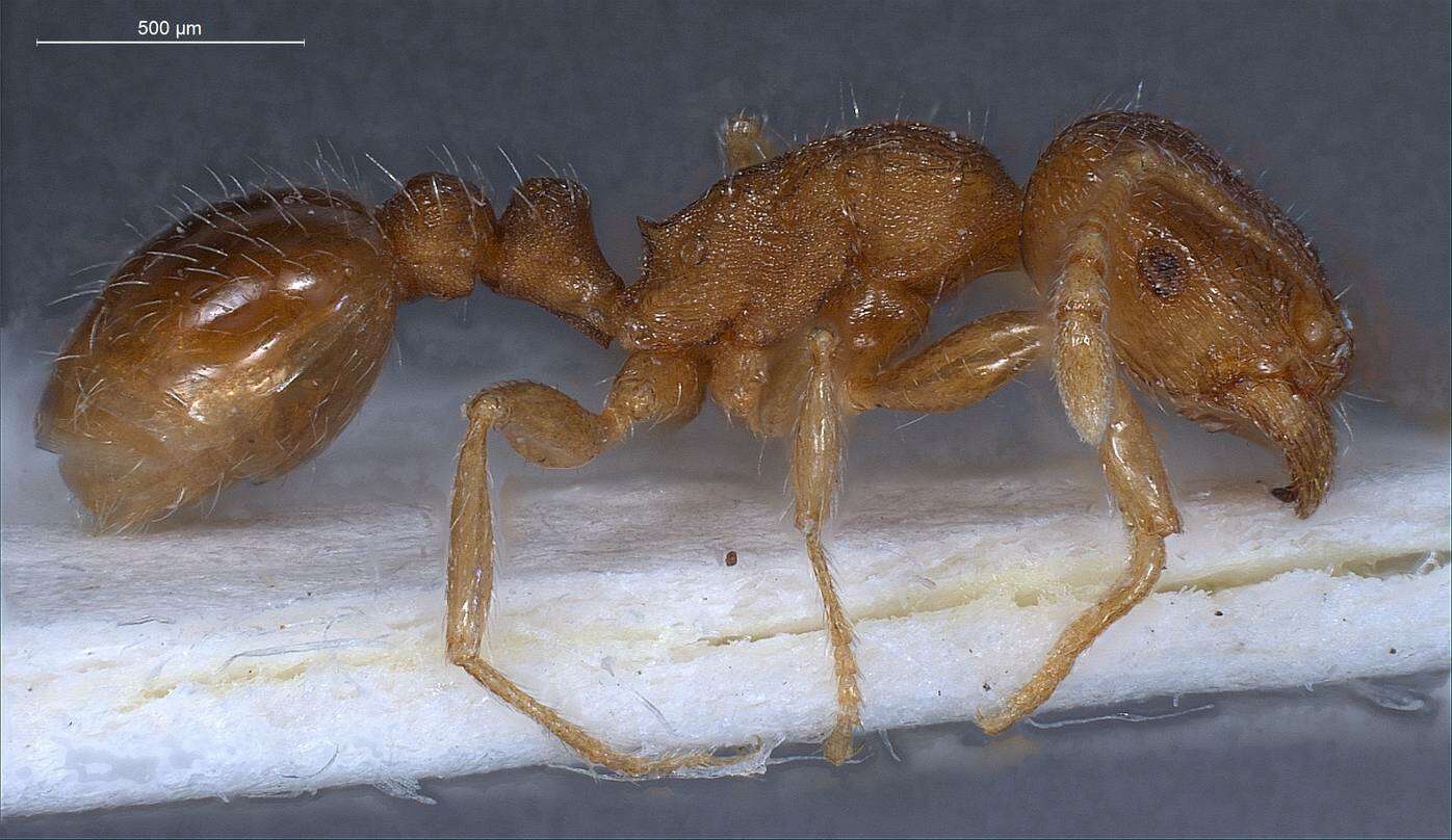 Image of Tetramorium impurum (Foerster 1850)