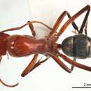 Image of Camponotus capito Mayr 1876