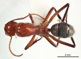 Plancia ëd Camponotus capito Mayr 1876