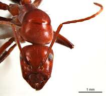 صورة Camponotus capito Mayr 1876