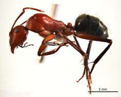 صورة Camponotus capito Mayr 1876