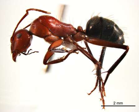 Plancia ëd Camponotus capito Mayr 1876