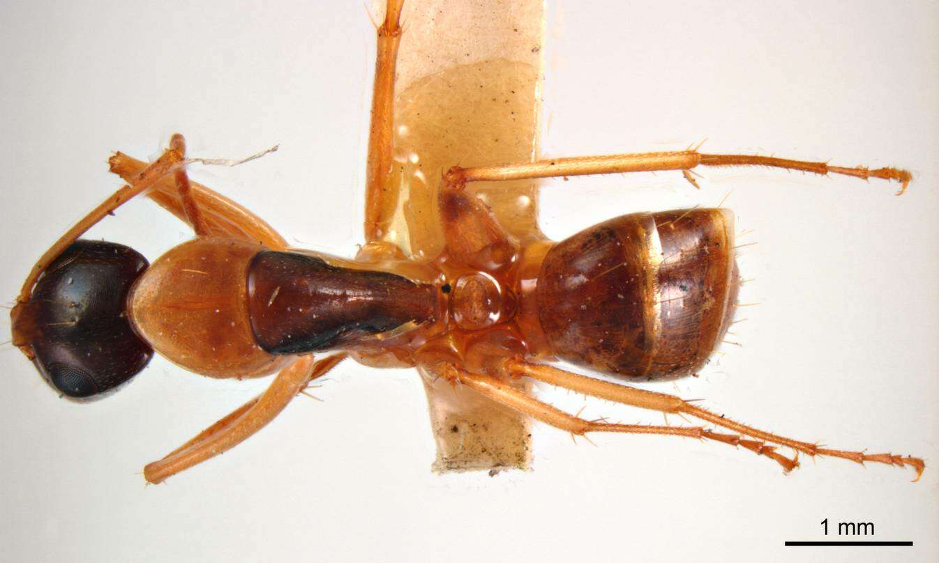 Image of Camponotus discors Forel 1902