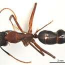 Image of Camponotus fieldeae Forel 1902