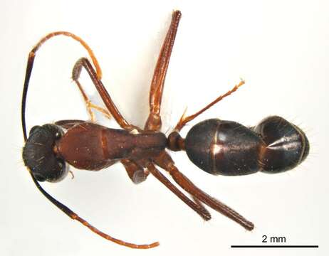 Image of Camponotus fieldeae Forel 1902
