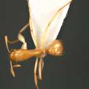 Image of Camponotus scratius Forel 1907