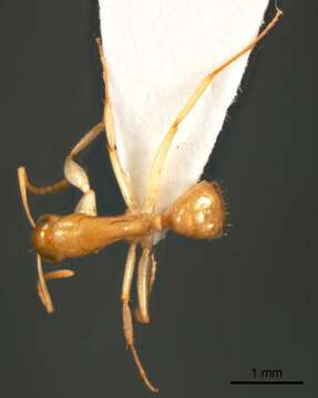 Image of Camponotus scratius Forel 1907