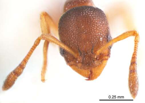 Image of Tramp Ants