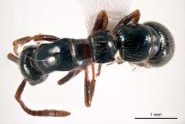 Plancia ëd <i>Lioponera ruficornis</i>