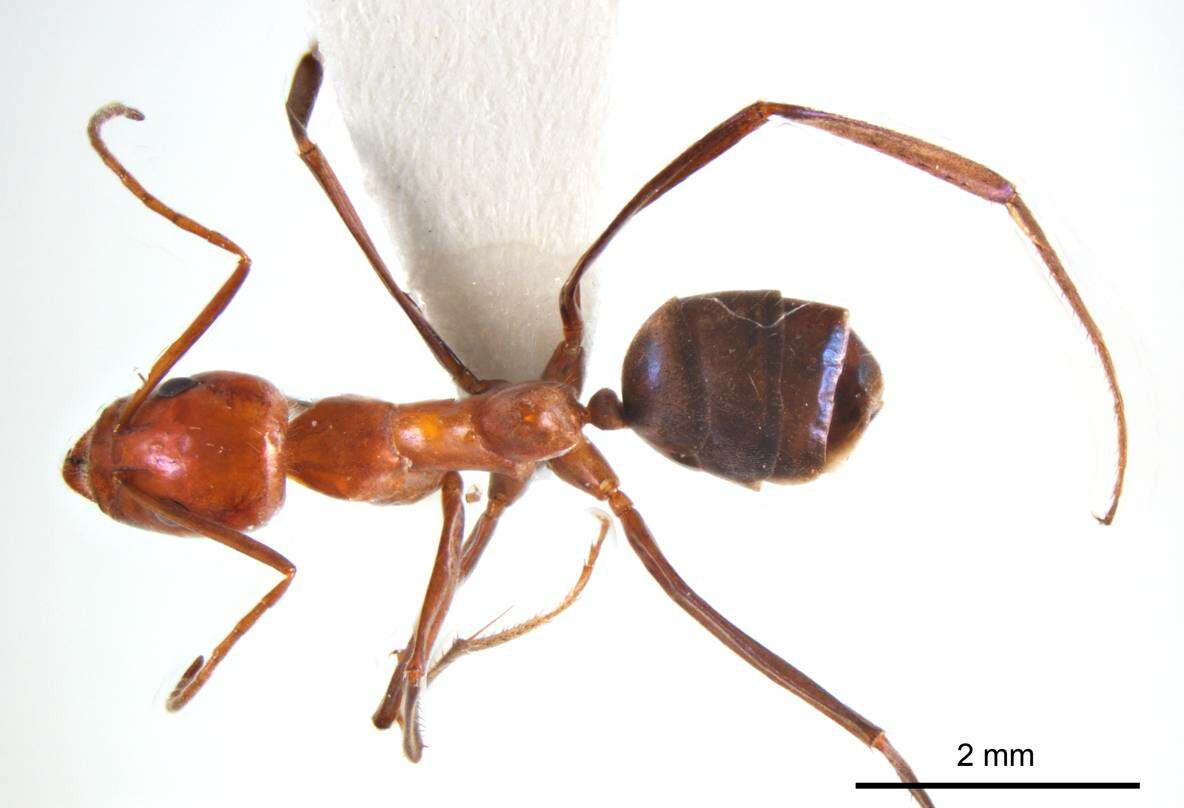 Imagem de Iridomyrmex agilis Forel 1907