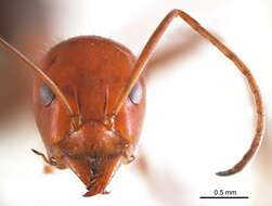 Image of Iridomyrmex agilis Forel 1907