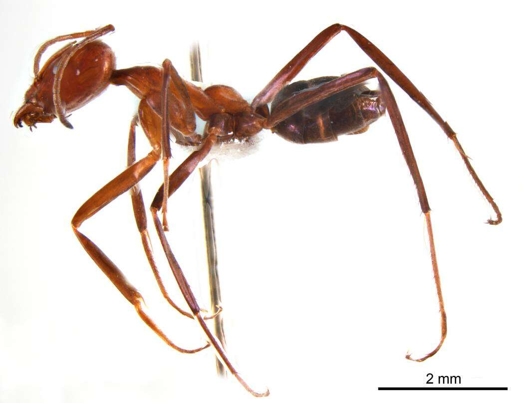 Imagem de Iridomyrmex agilis Forel 1907